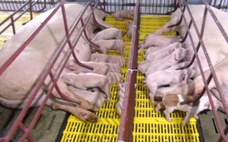 Hỗ trợ 500.000 đồng/con để giữ bằng được đàn lợn giống thoát dịch
