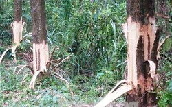 TT-Huế: Bí thư xã giải trình việc bị tố phá hoại rừng của dân