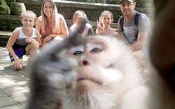 Đi nghỉ mát, gia đình được khỉ chụp "tự sướng" ấn tượng như người