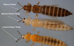 Biện pháp phòng trừ bọ trĩ hữu hiệu mùa khô nóng cho nhóm bầu bí