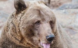 Du khách Nga thoát chết trong gang tấc nhờ… cắn vào lưỡi gấu