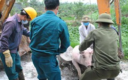Hội đồng hành nông dân chống dịch tả lợn châu Phi