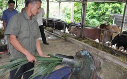 “Chất” như trâu ngố Tuyên Quang: Thương hiệu có một không hai