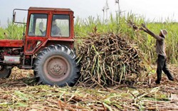 Hết thời cây mía, đến thời cây gai?