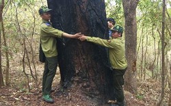 'Kho báu' lộ thiên thông trăm tuổi cheo leo trên cổng trời Mang Yang