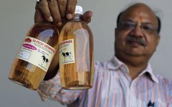 Ấn Độ: Khi nước tiểu bò đắt đỏ hơn cả sữa và đại chiến "thần bò"