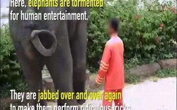 Du khách TQ đổ xô đến vườn thú bạo hành động vật ở Thái Lan