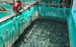 Nuôi bạt ngàn loài ếch Đài Loan ở dưới sông, lời 90 triệu đồng/vụ