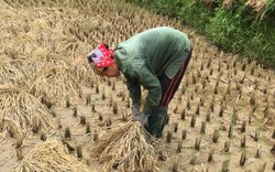 Bắc Kạn: Nông dân “méo mặt” vì thóc bật mầm do mưa kéo dài