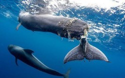 Cá voi con đuôi bị hoại tử gần đứt lìa và lời cảnh báo tới con người