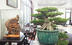 Bộ sưu tập bonsai tiền tỷ và "đồ chơi VIP" của giới nhà giàu Việt