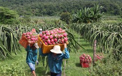 Giá thanh long Bình Thuận tăng cao ngất, hàng dạt không có mà bán