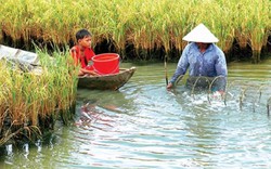 Con tôm đã làm nên chuyện ở đất chín rồng