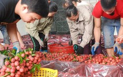 Bắc Giang: Tiêu thụ gần 113.000 tấn vải thiều, bỏ túi 5.467 tỷ đồng