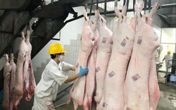 Chính phủ ban hành Nghị quyết mới phòng chống dịch tả lợn châu Phi