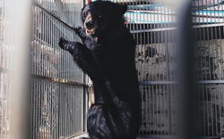 Giải cứu gấu ngựa từng là vật nuôi của trùm ma túy ở Lạng Sơn