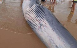 Cá voi dạt vào Khánh Hòa là loại chuyên gây sự với cá voi sát thủ?