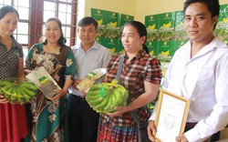 Tin vui Lào Cai: Chuối có nhãn hiệu, doanh thu tăng thêm gần 60 tỷ