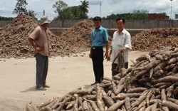 Tây Ninh: Lo giá mì sụt giảm vì "đánh cược" với ông Trời