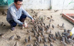 Tây Ninh: Trồng cây lạ, chăn ruồi cho chim cút ăn, thịt ngon như chim cút rừng
