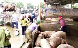 Giá heo hơi hôm nay: Chốt 38.000 đ/kg, chợ lợn lớn nhất miền Bắc tiêu thụ tăng gấp đôi