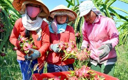 Trung Quốc và những bí quyết thúc đẩy tiêu thụ hàng nông sản