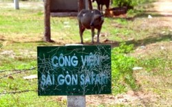 Vụ Sài Gòn Safari “treo” 14 năm”: Hàng loạt cơ quan chức năng TP.HCM bị quy trách nhiệm