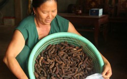 Nghề "hái" ra tiền khủng ở Đắk Nông: Săn chuối hột rừng đại bổ