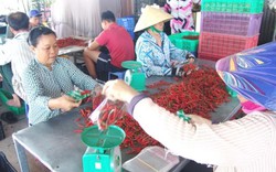 TP.HCM: Ngại chia sẻ “bí quyết”, nông dân ít tham gia HTX