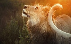 Nhân viên khu bảo tồn Nam Phi vuốt ve sư tử như mèo con