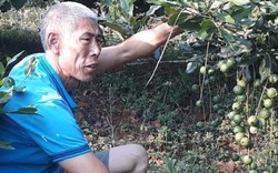 Lai Châu: Loài cây ra quả sai như sung, ăn vài hạt khỏe cả người