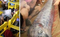 Xác cá “rồng biển” khổng lồ trôi dạt bờ biển Philippines, báo hiệu thảm họa?