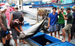 Cá ngừ Việt 37 triệu, cá ngừ Nhật 70 tỷ, không nỗ lực mất thị trường
