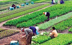 Tiếp cận chuỗi giá trị cho sản phẩm nông nghiệp Việt Nam