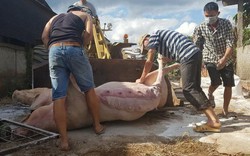 Chống dịch tả lợn châu Phi ở Lâm Đồng "nóng" như "chống giặc”