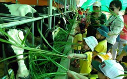 Đến Sharefarm trồng rau, nuôi gà chờ ngày thu hoạch