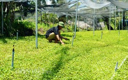 “Kỳ tích” phủ xanh vùng mặn từ loài rau dại bán chạy ở Cà Mau