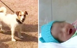 Nga: Chó kéo chủ vào bụi rậm, giành lại mạng người từ tay "tử thần"