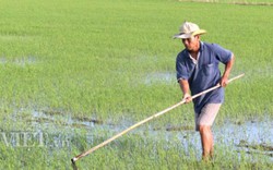 Trồng lúa khó giàu, Tây Ninh giảm diện tích lúa, trái cây lên ngôi