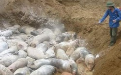 Đắk Nông: Ngăn chặn vụ mổ lợn dịch tả lợn châu Phi đem bán