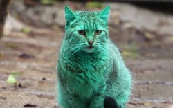 Clip: Chú mèo có bộ lông màu xanh lá cây khiến nhiều người ngã ngửa
