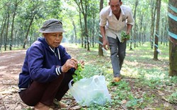 Kỳ thú: Lang thang trong rừng cao su săn rau "của nợ" kiếm bộn tiền