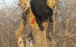 Phục kích tấn công gấu đen ở trên cây, hổ nhận cái kết bẽ mặt