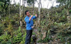 Chuyện lạ Lào Cai: Trai Mông vào rừng trồng bạt ngàn lan quý