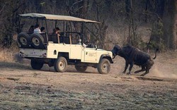 Khiếp vía khi động vật hoang dã bất ngờ tấn công khách du lịch