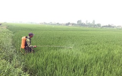 Bộ NNPTNT chỉ đạo giữ an toàn 1,1 triệu ha lúa Đông Xuân