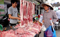 Giá heo hơi hôm nay 21/4: Càng kìm càng tăng một cách đáng lo ngại