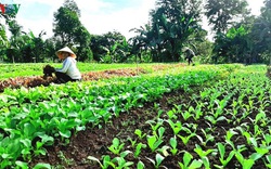 Đắk Lắk: Ngày càng nhiều mô hình khởi nghiệp từ nông nghiệp sạch