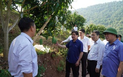 Thứ trưởng Bộ NNPTNT Lê Quốc Doanh làm việc với Sơn La về Đề án phát triển trái cây