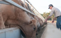 4.500 con bò Úc đầu tiên được Hòa Phát nhập khẩu đang về Việt Nam